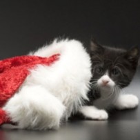 AEVA os desea Felices Fiestas