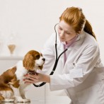 Los veterinarios son los licenciados con peor salario según el INE.
