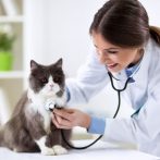 El BOE da vía libre a la cualificación profesional de Asistencia en la atención clínica en centros veterinarios