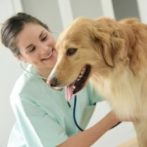 El Congreso de los Diputados ha rechazado la petición de los empresarios para reducir el IVA de los servicios veterinarios al 10%