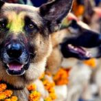 AEVA celebra el Día Mundial del Perro
