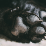 “Con las altas temperaturas se incrementan las urgencias veterinarias en mascotas, totalmente evitables”
